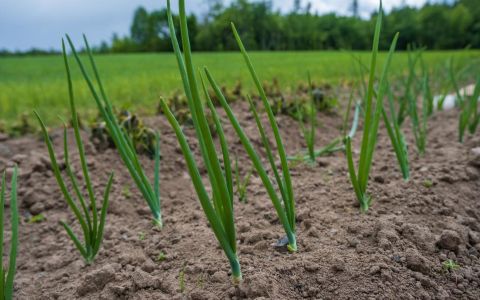 挹注行政資源，擴大作物防治管理